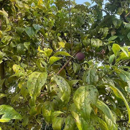 Garden In * 伊斯坦布尔